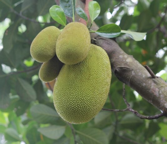 สูตร แกงขนุนอ่อน และวิธีการทำ แกงขนุนอ่อน
